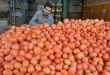 پیش‌بینی برداشت بیش از ۴۵ هزار تن گوجه فرنگی در لرستان