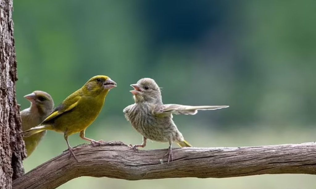 ‍پرنده‌ها هم جر و بحث می‌کنند؟/ این عکس را ببینید!